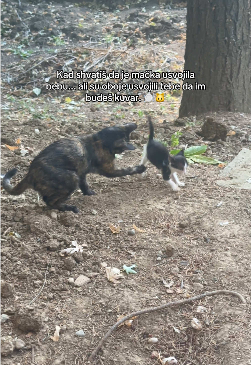 @cosanostrapurr