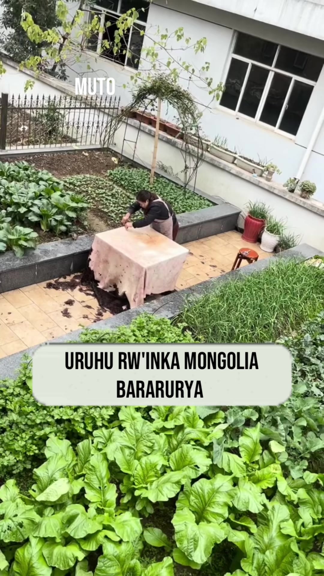 @MUTO