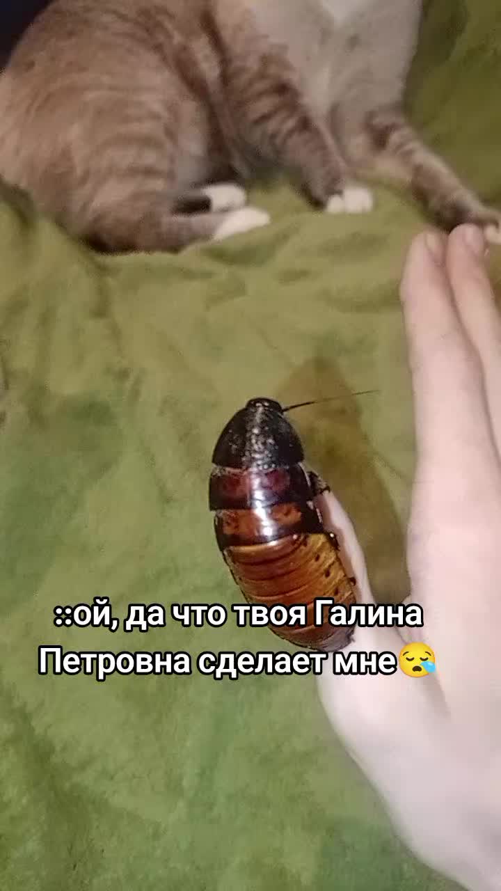 @на аве моя девушка мечты