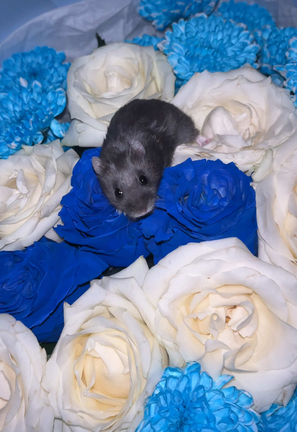 @𝑽𝒆𝒓𝒐𝒏𝒊𝒌𝒂🐰