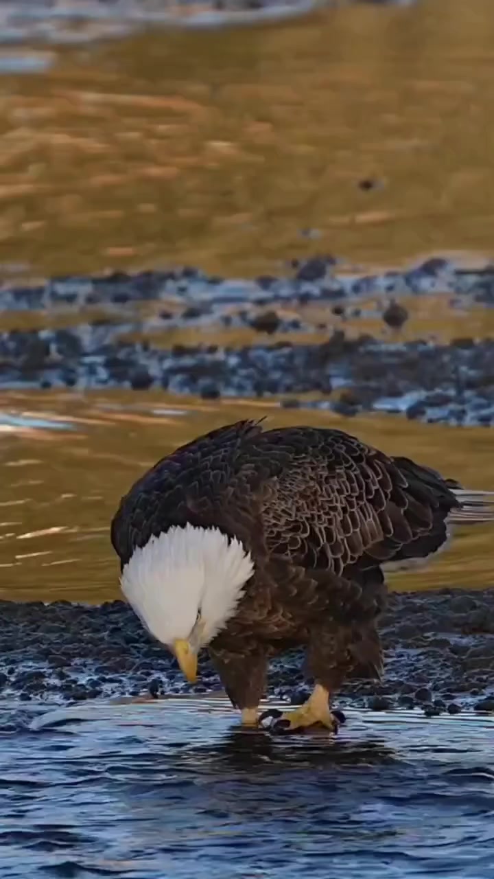 @Sou tiktok