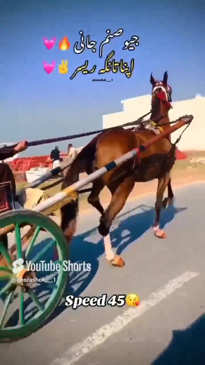 @🐴 گھوڑا شوق 🐴