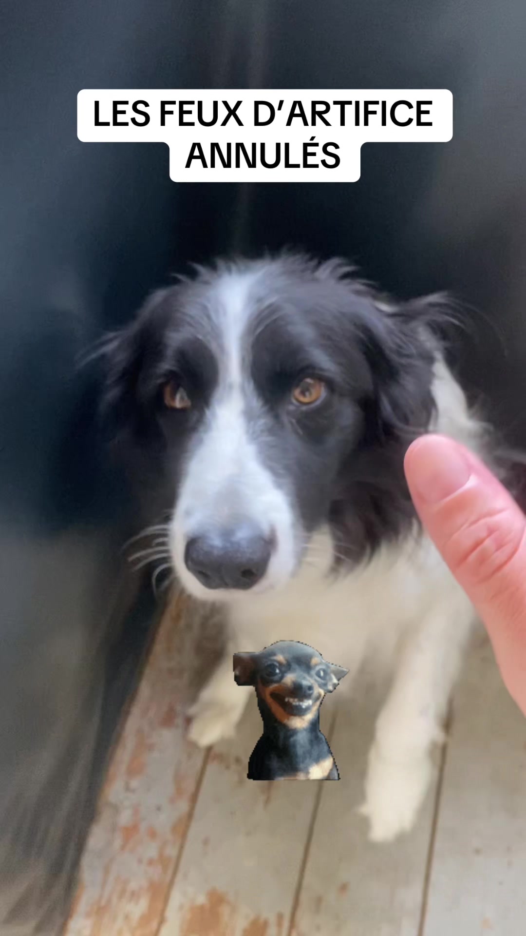 @PacoPacoPaco_le_chien