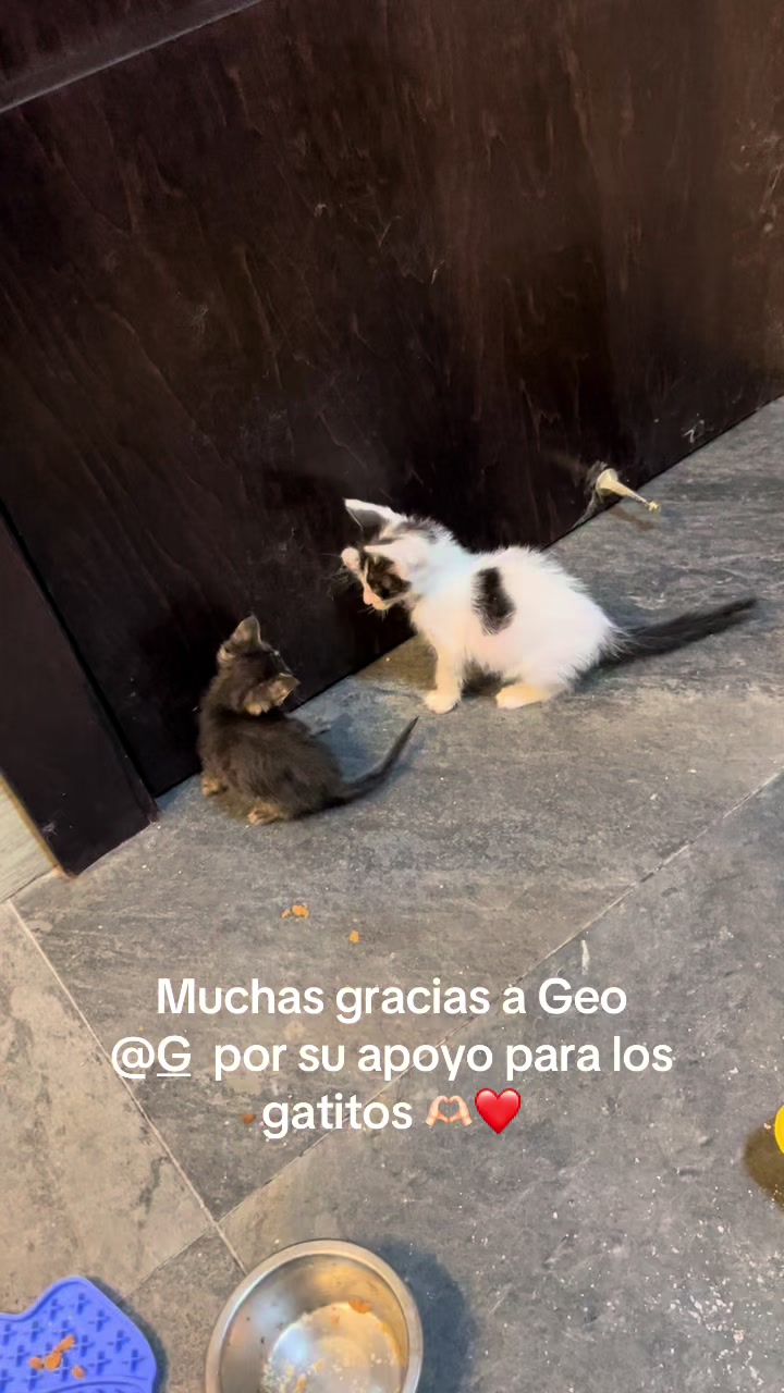 @Cosas de mis gatos 🐱