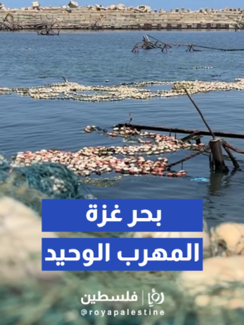 @Royapalestine رؤيا فلسطين