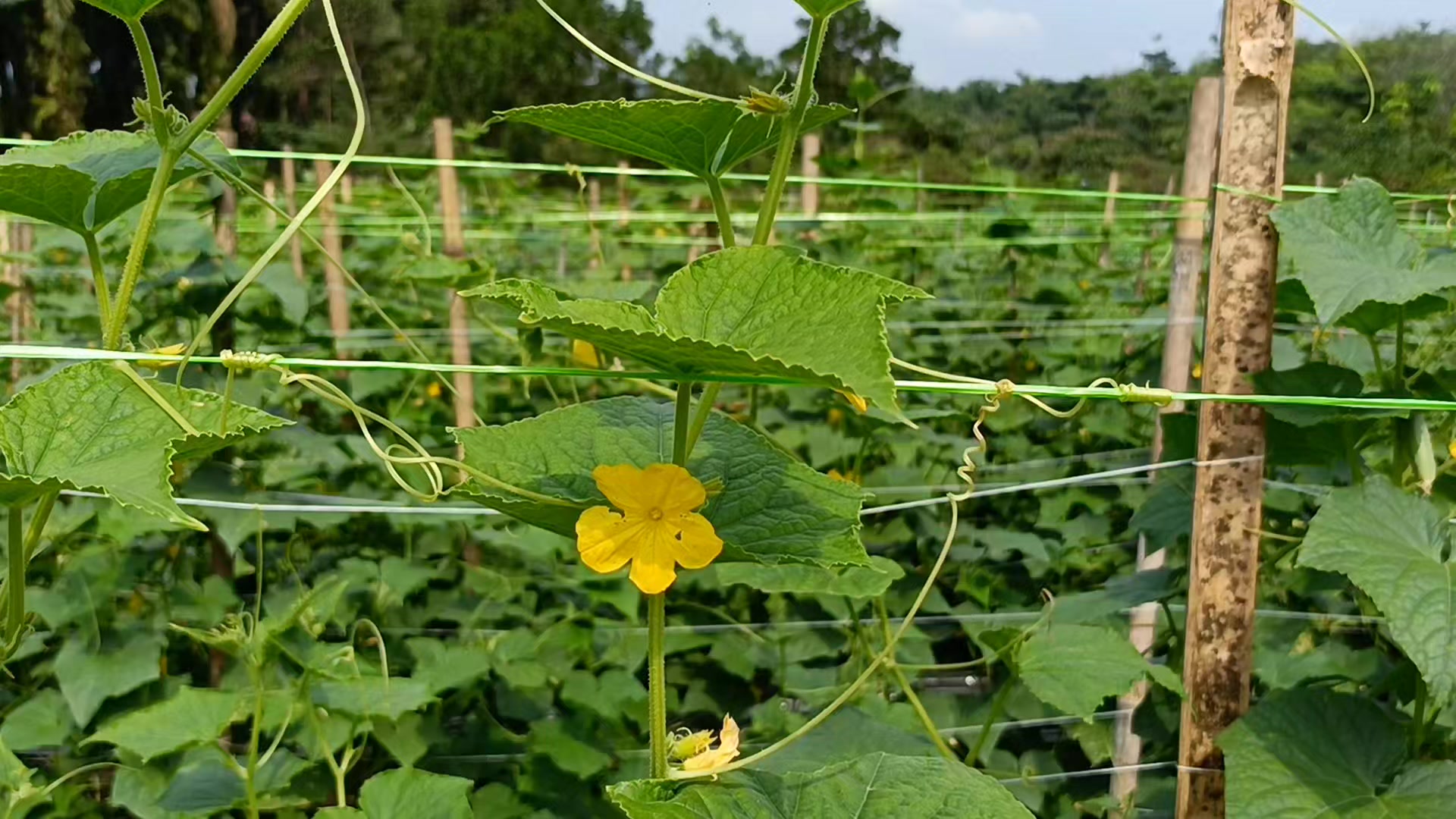 @Awann Agri