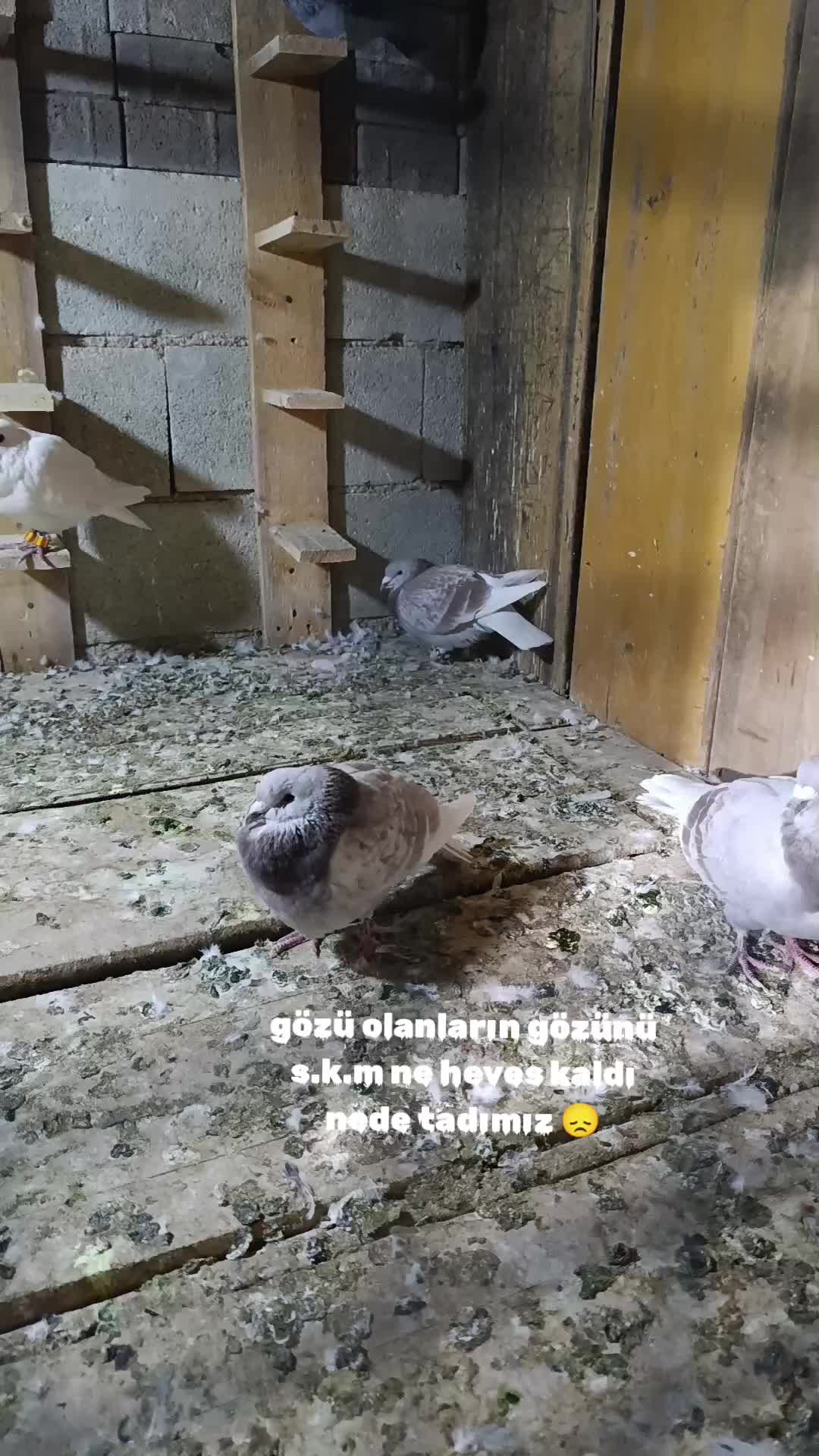 @👑 postacı 👑
