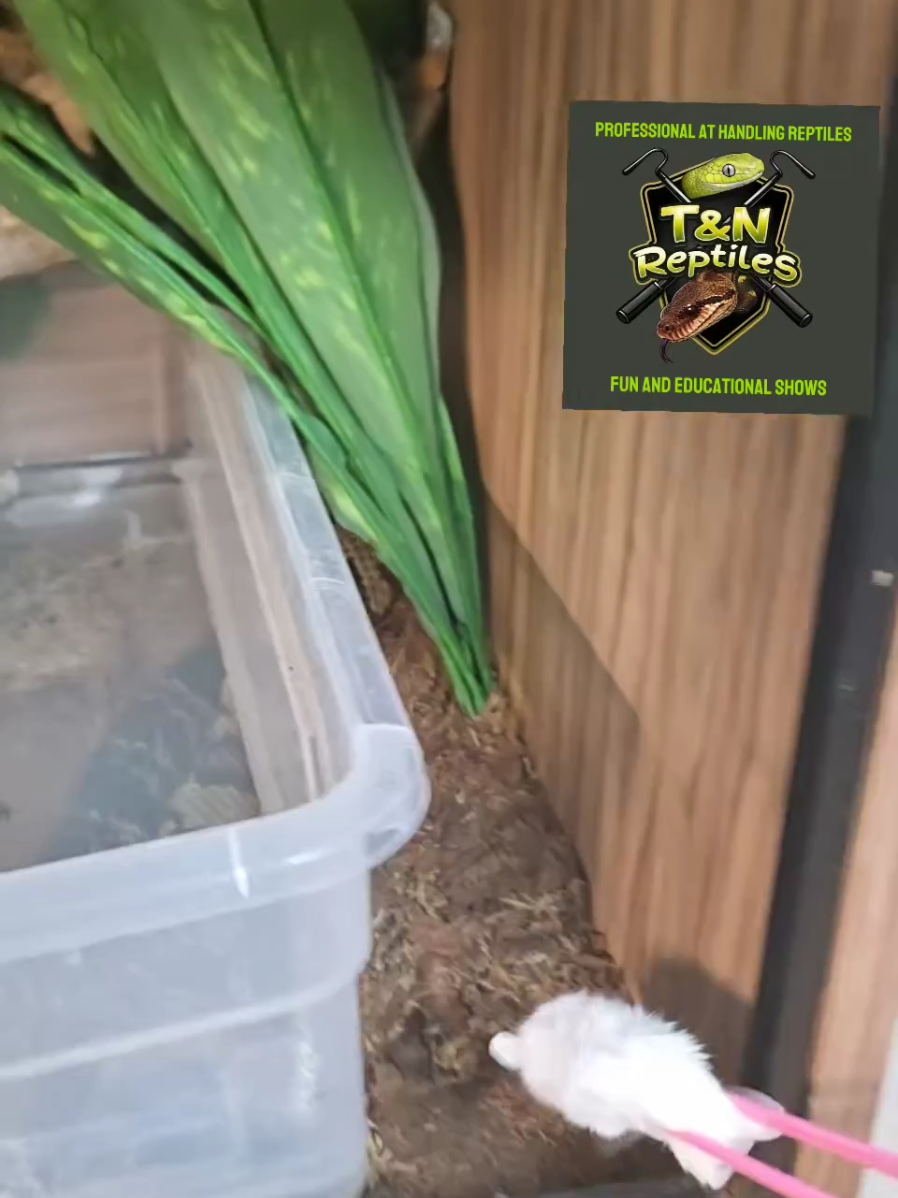 @T & N reptiles