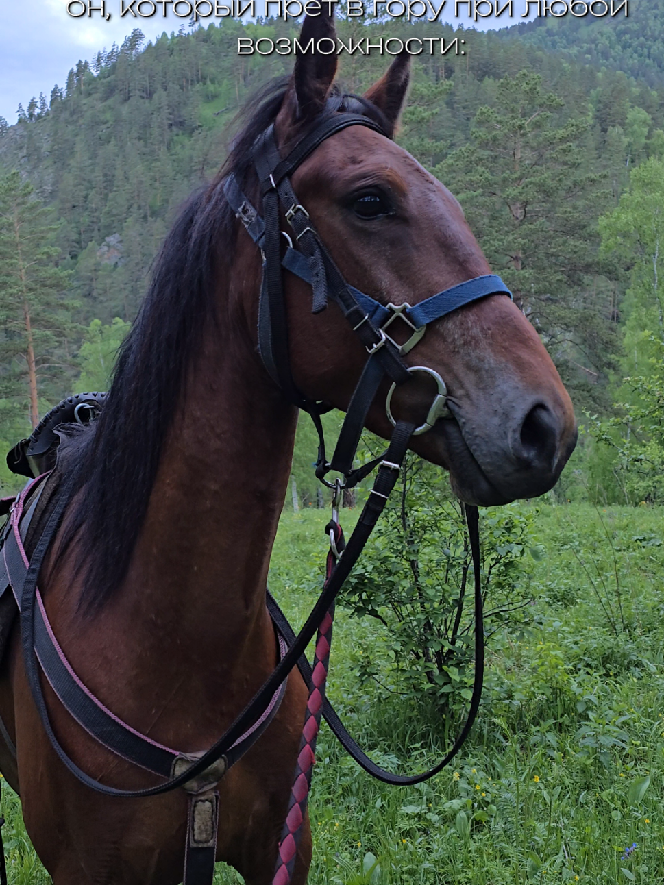 @tg: altaihorses
