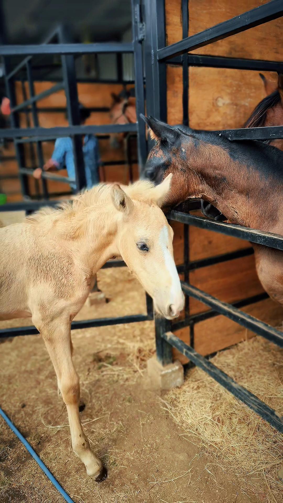 @equinovetnicaragua