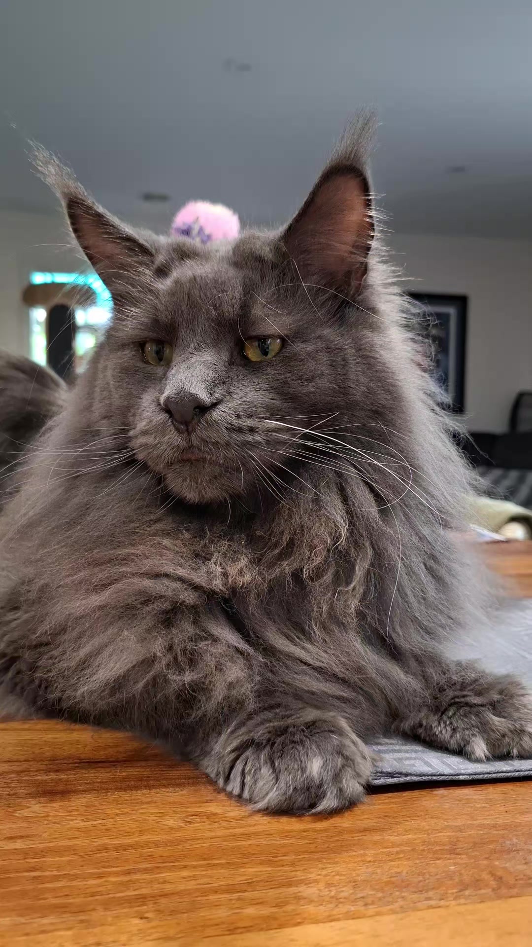 @Ragnar the Maine Coon 🐈