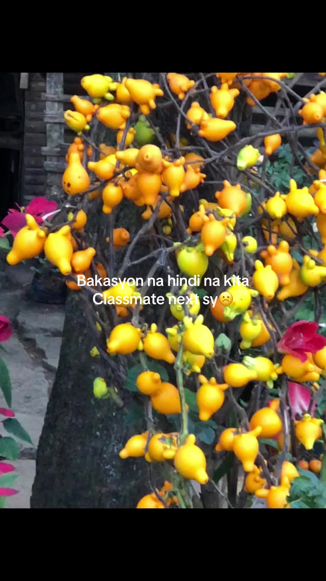 @🌷