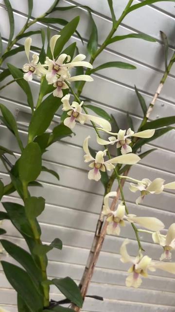 @Anarda Orchids