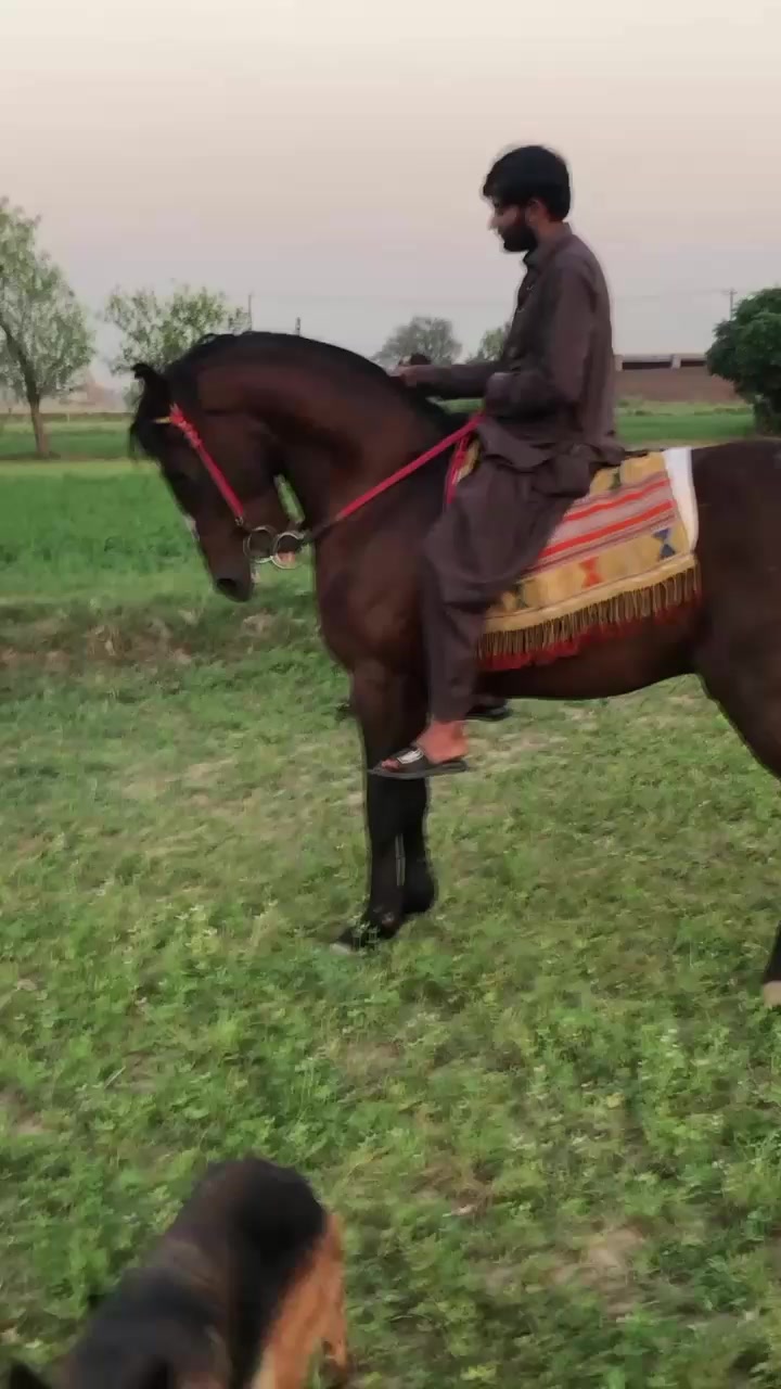 @احمد گل نمبر دار
