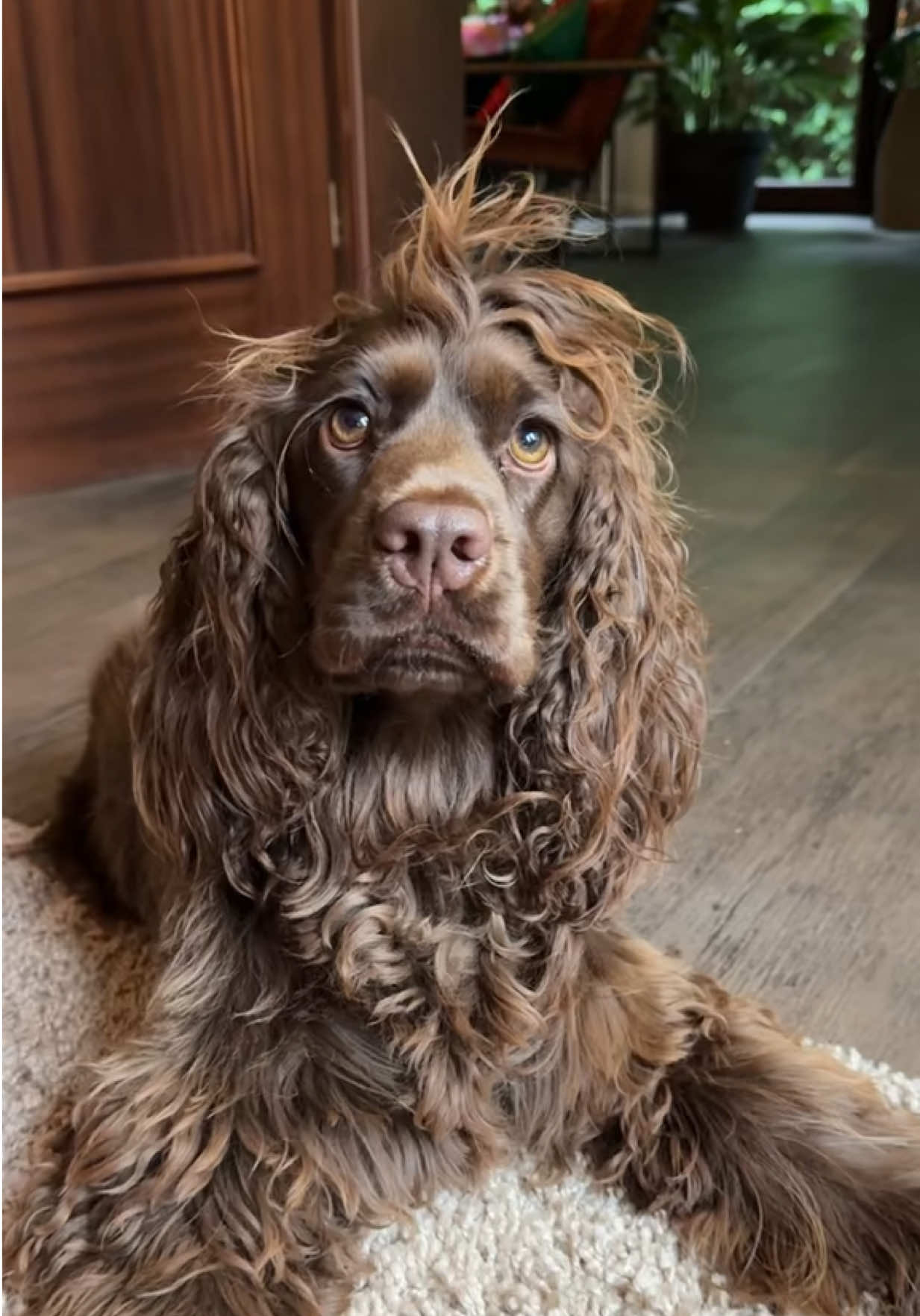 @Yoshi_der_Schokococker