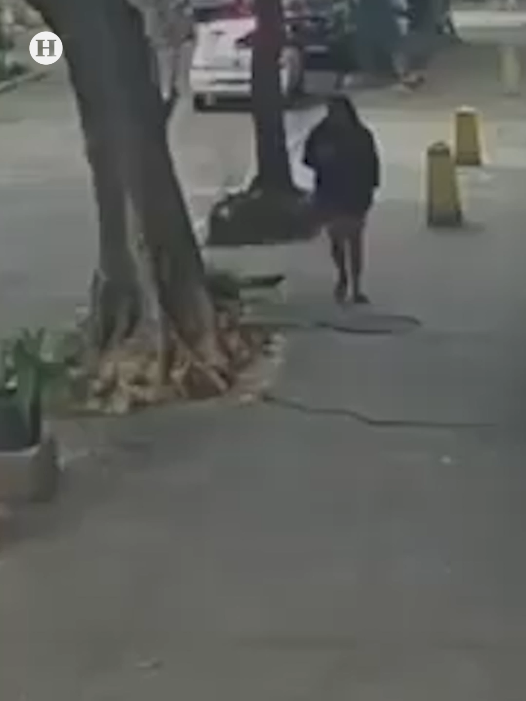 @elheraldodemexico