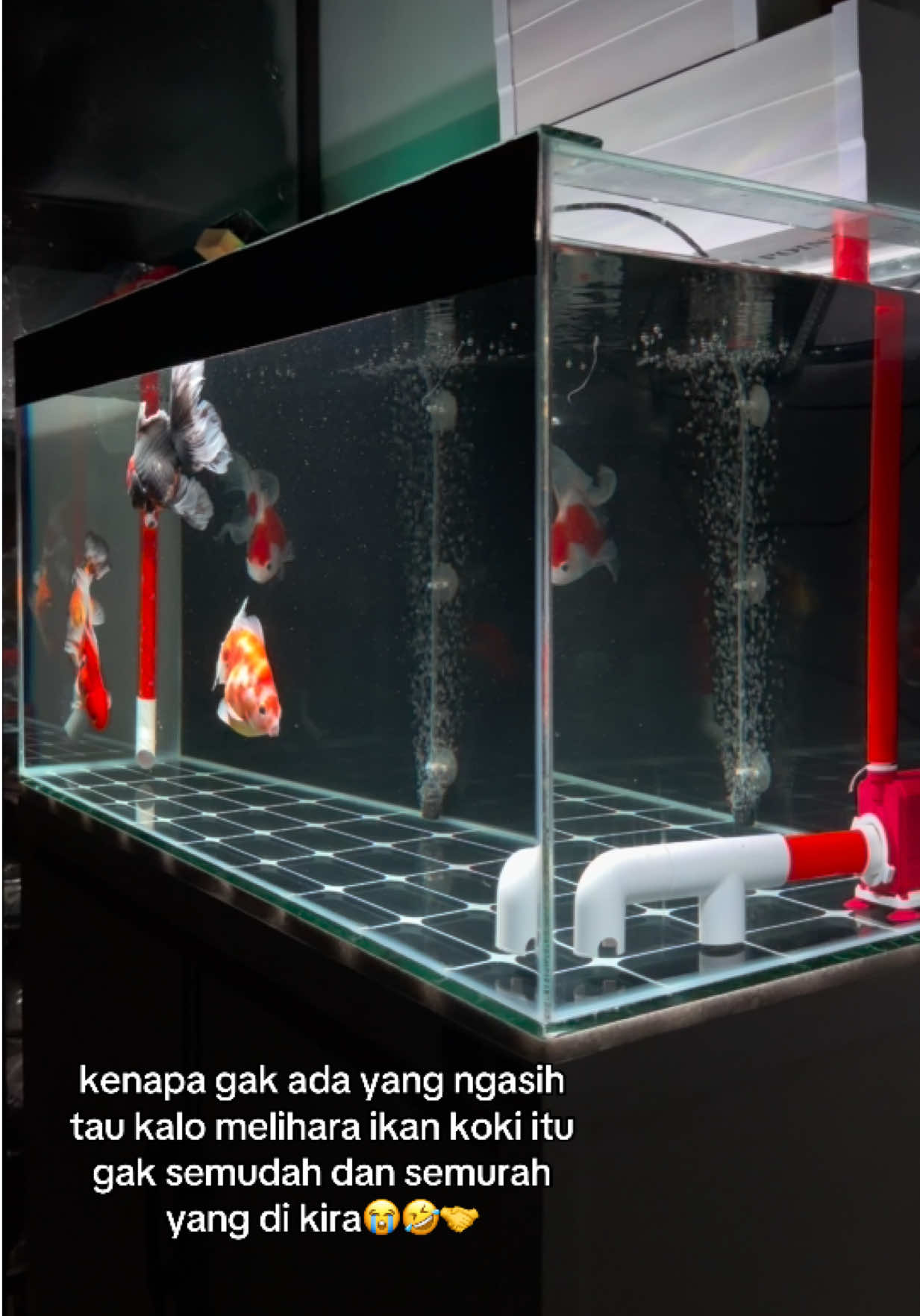 @Koko Koki