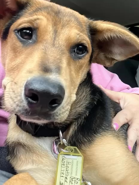 @One Love Animal Rescue Group