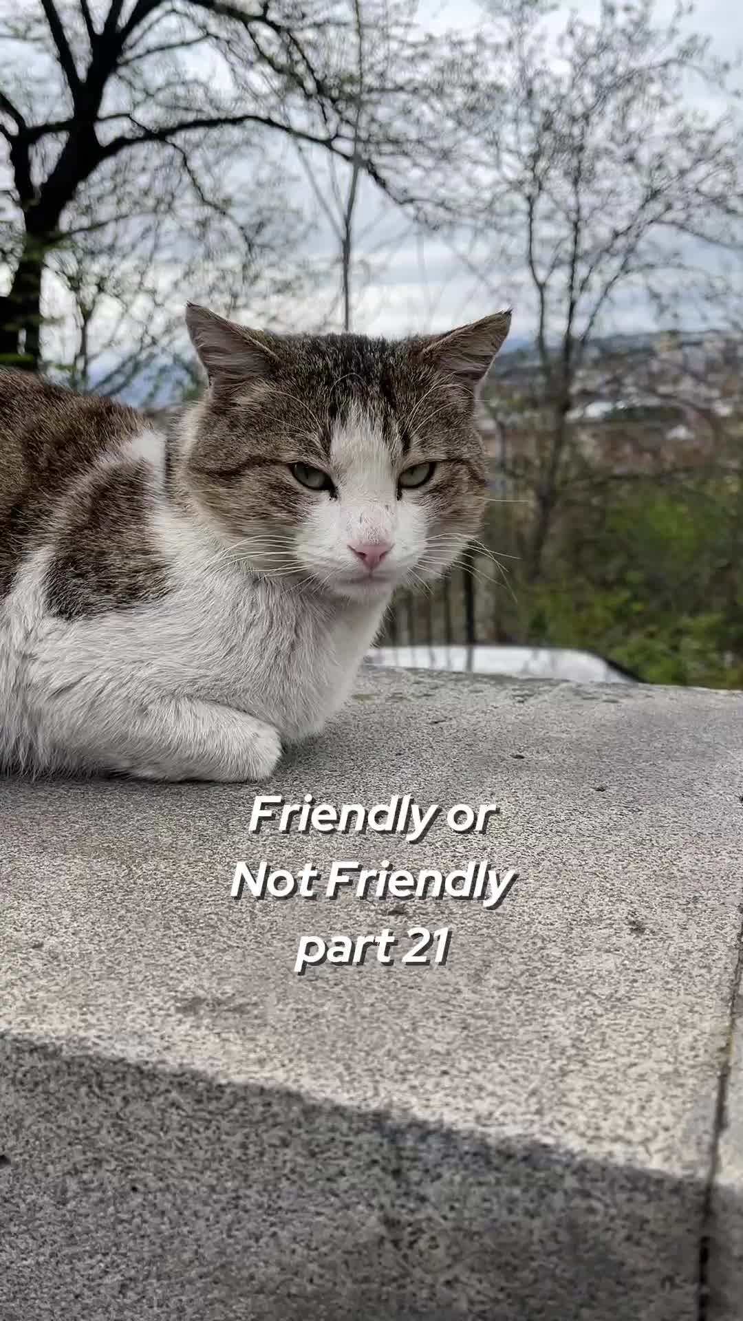 @ElkoyCats