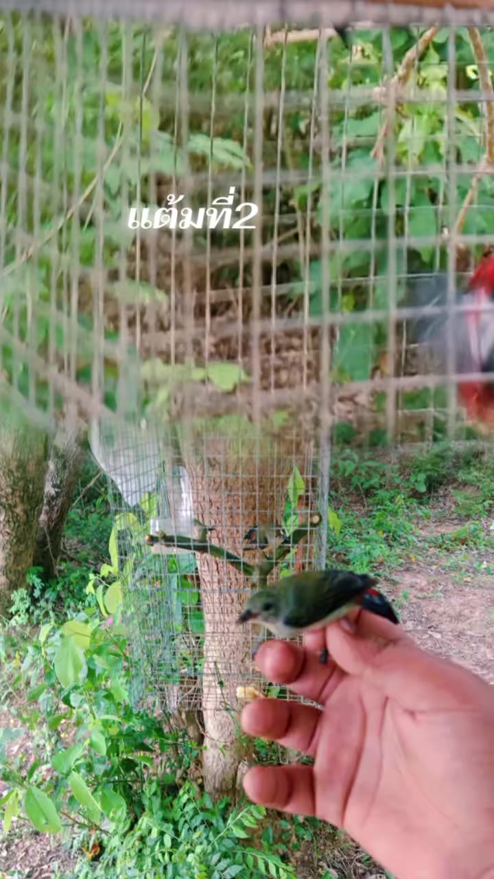 @บังเดไก่ต่อไก็ตั้ง