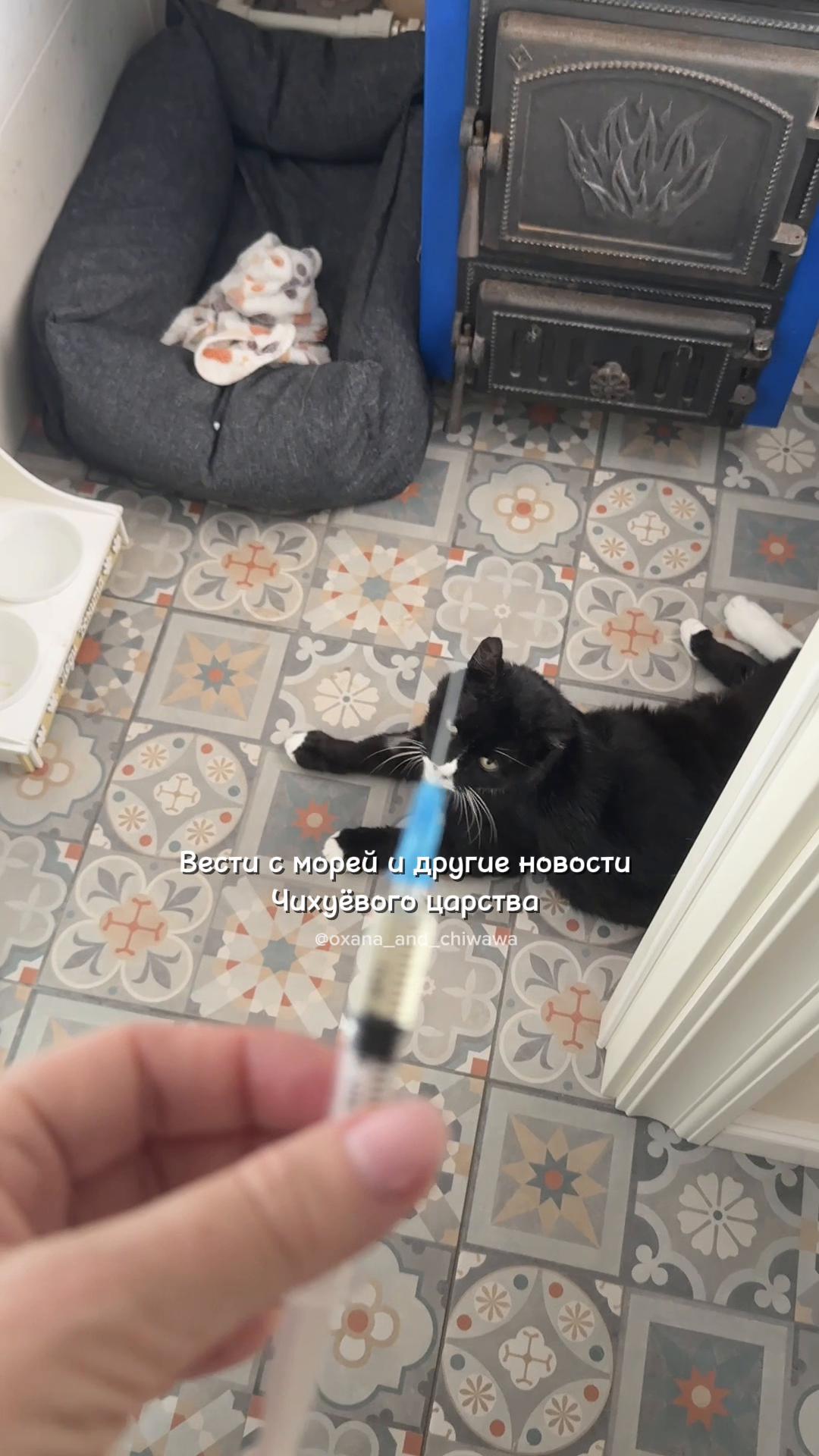 @Оксана & Чихуахуа Бонита