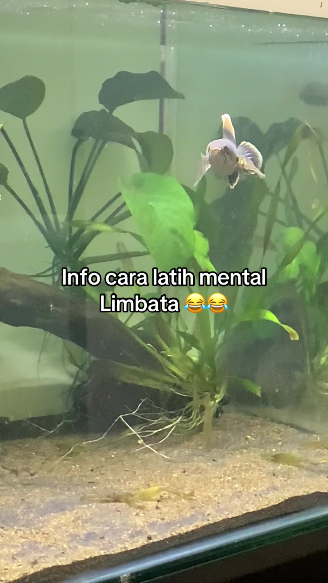 @nyo'ocai