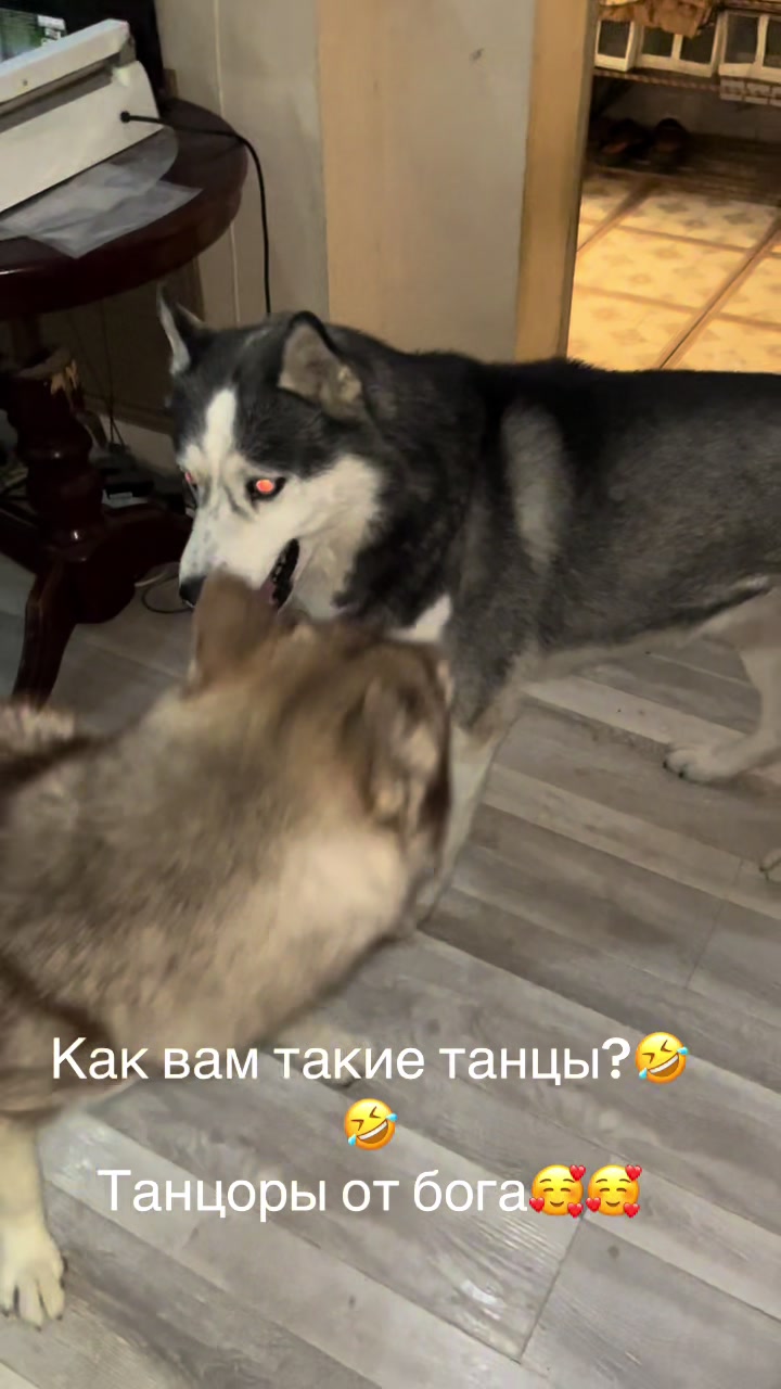 @🐕🦺Бонифаций и Арчибальд🐕