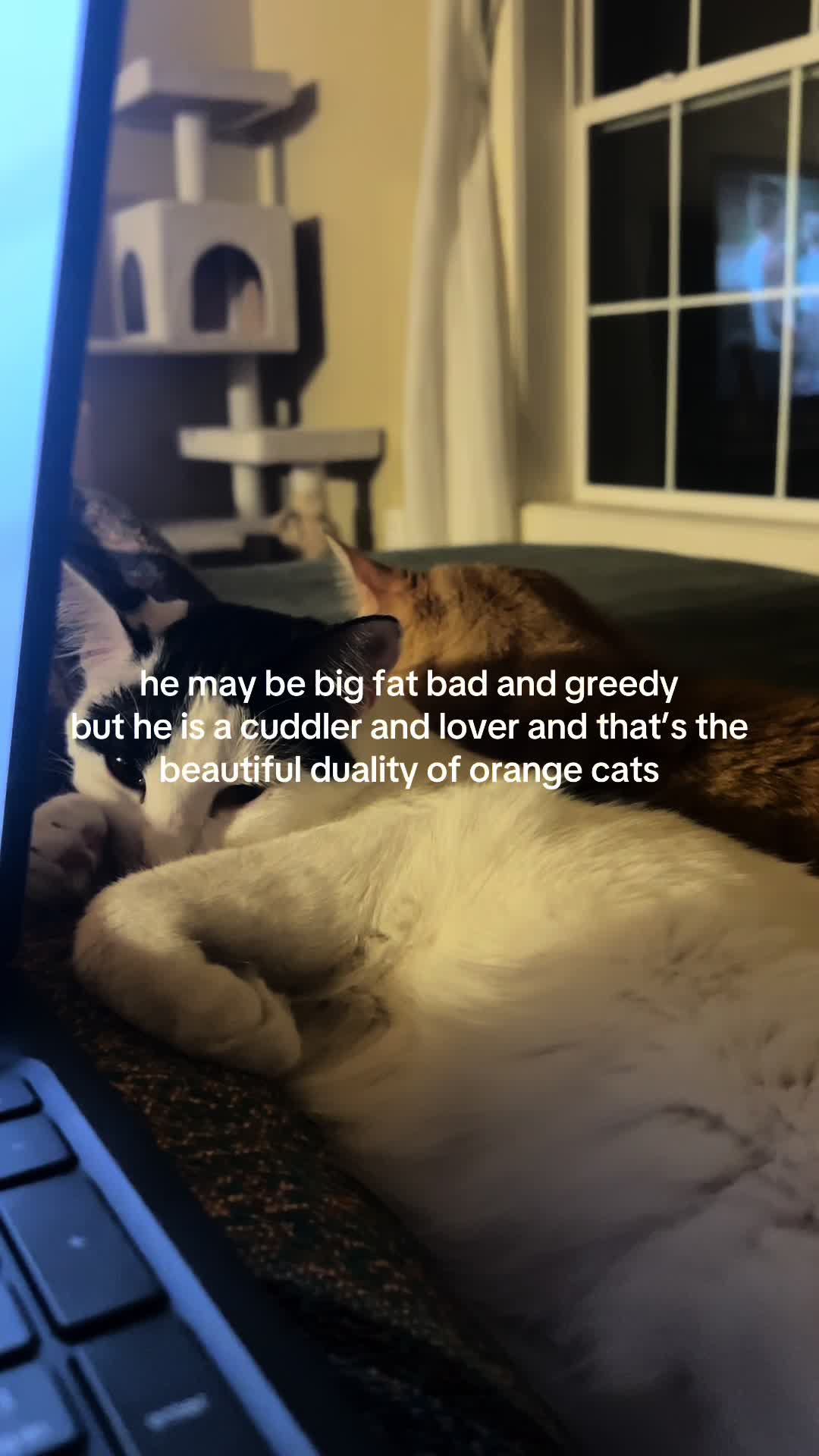 @bink the big orange cat