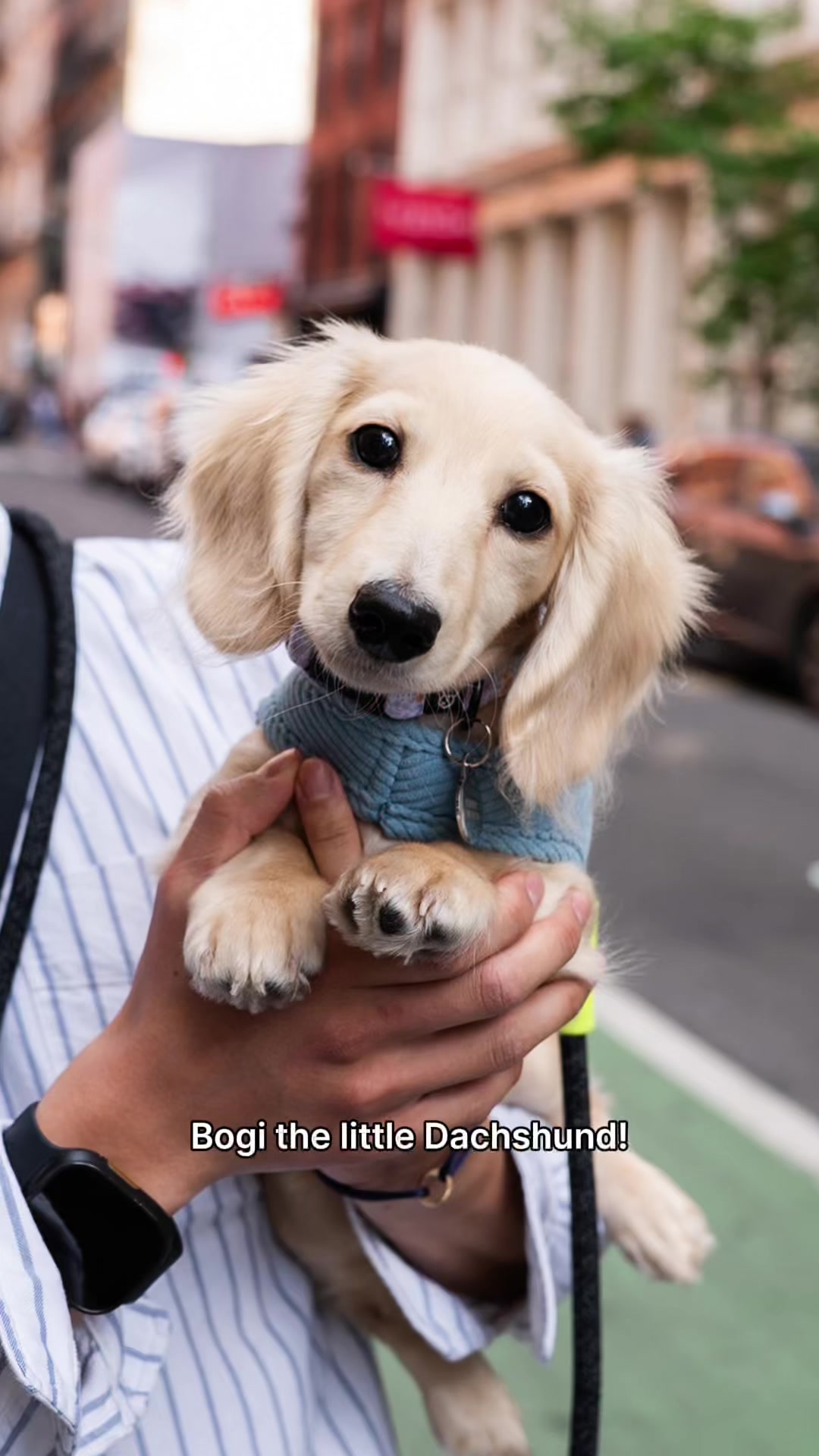 @The Dogist