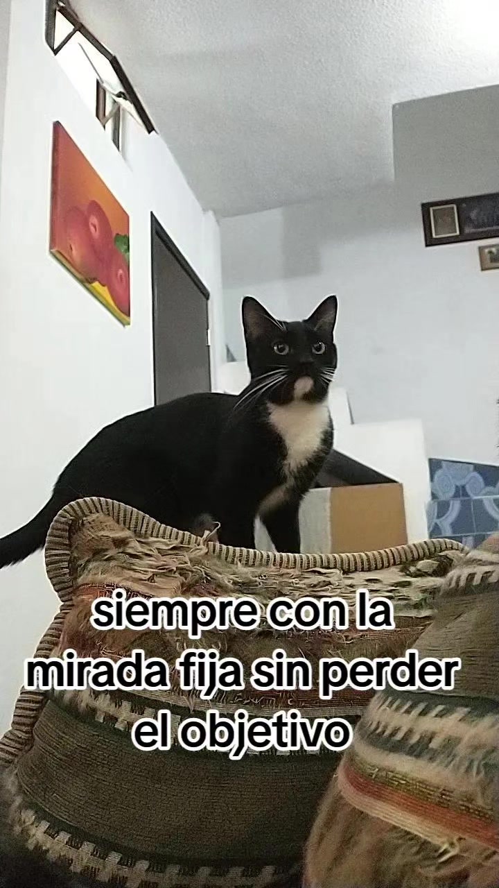 @petuchis
