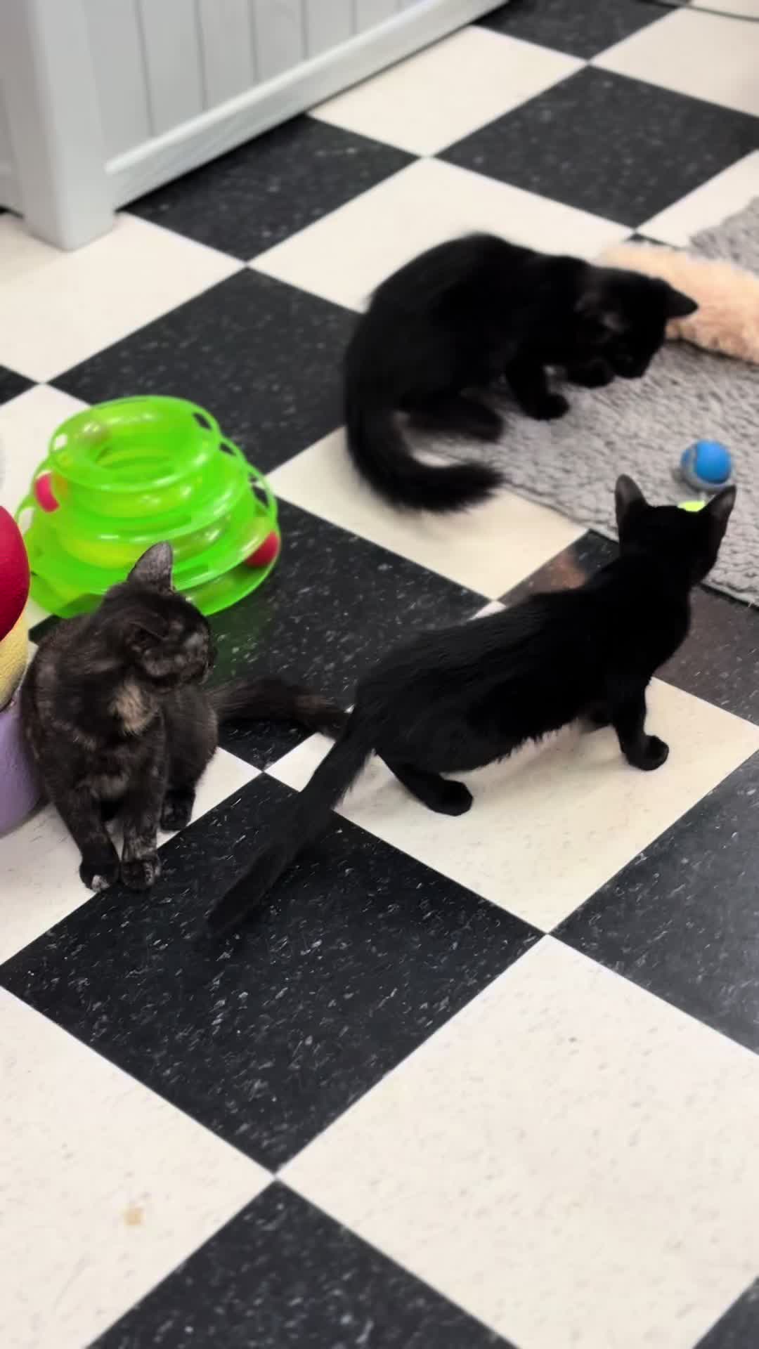 @The Purrfect Pour Cat Cafe
