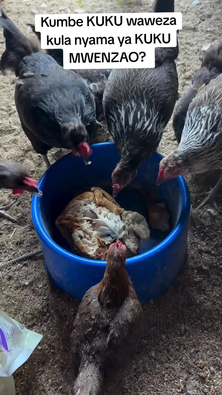 @Livestock Connect Tanzania