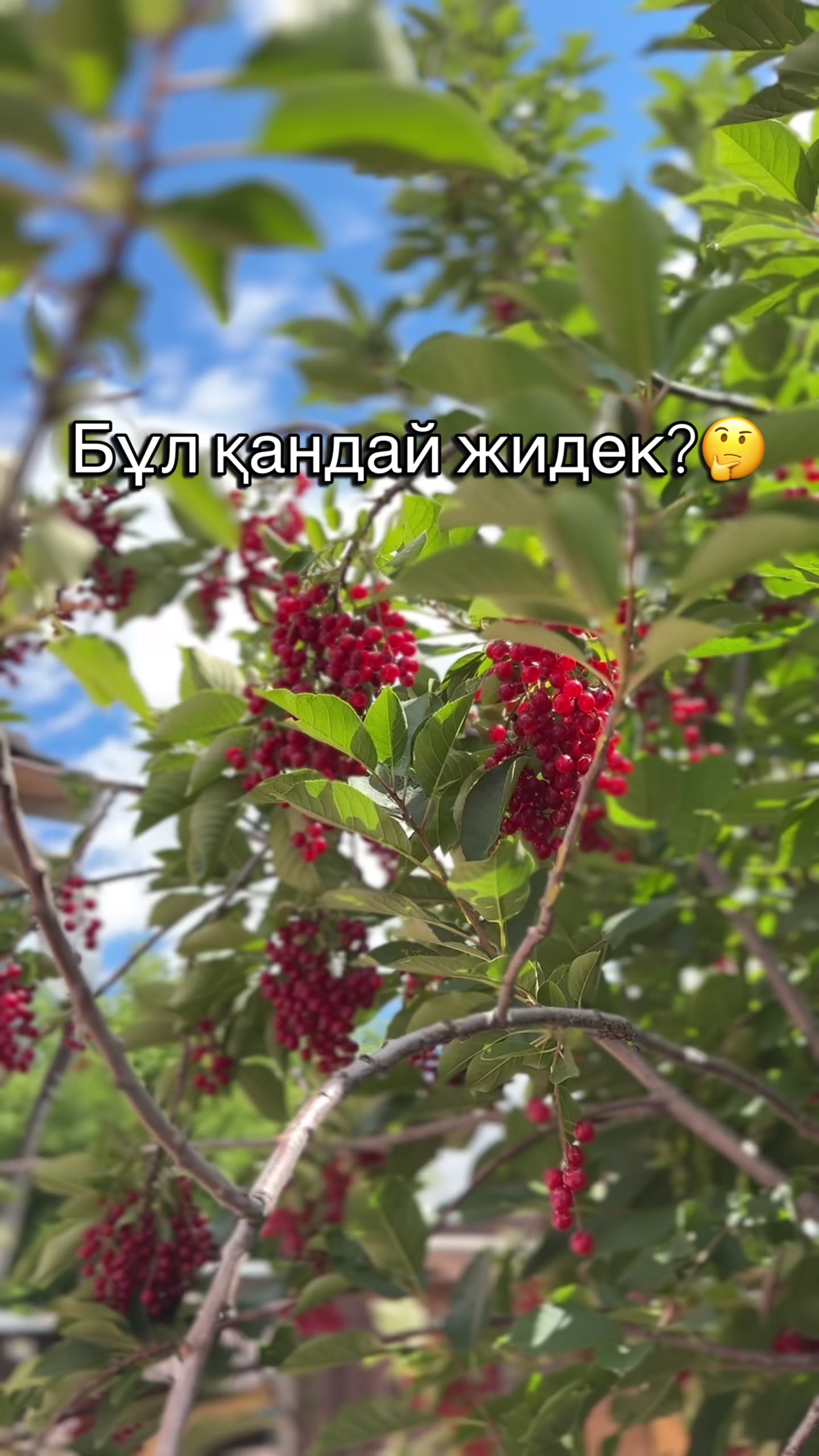 @bakizafood