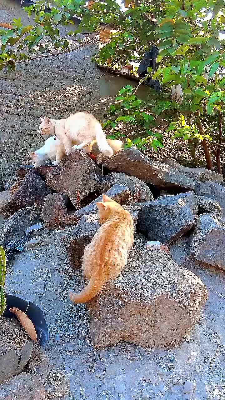 @Biru Cat's Family