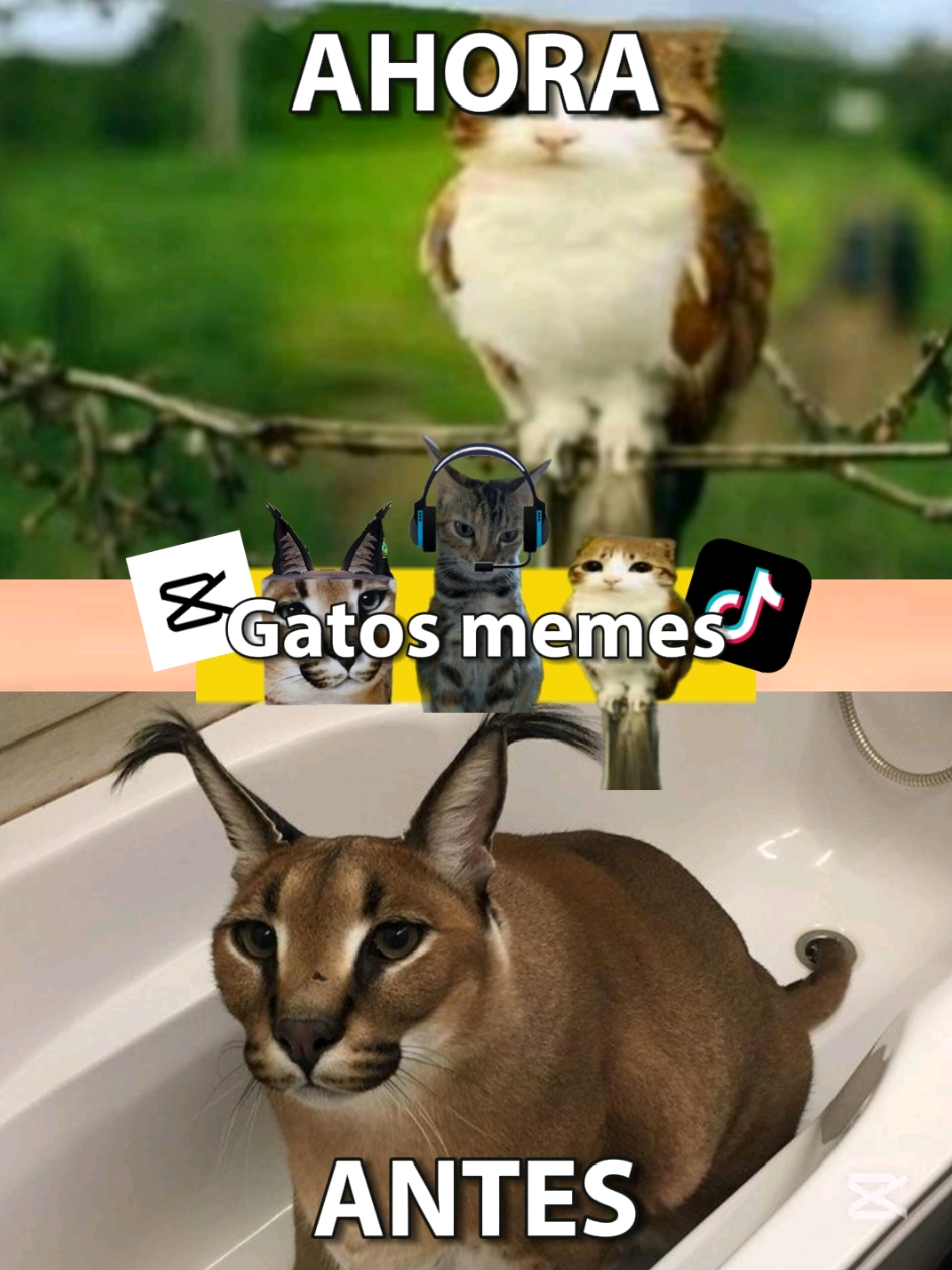 @TIGRITO EN MEMES