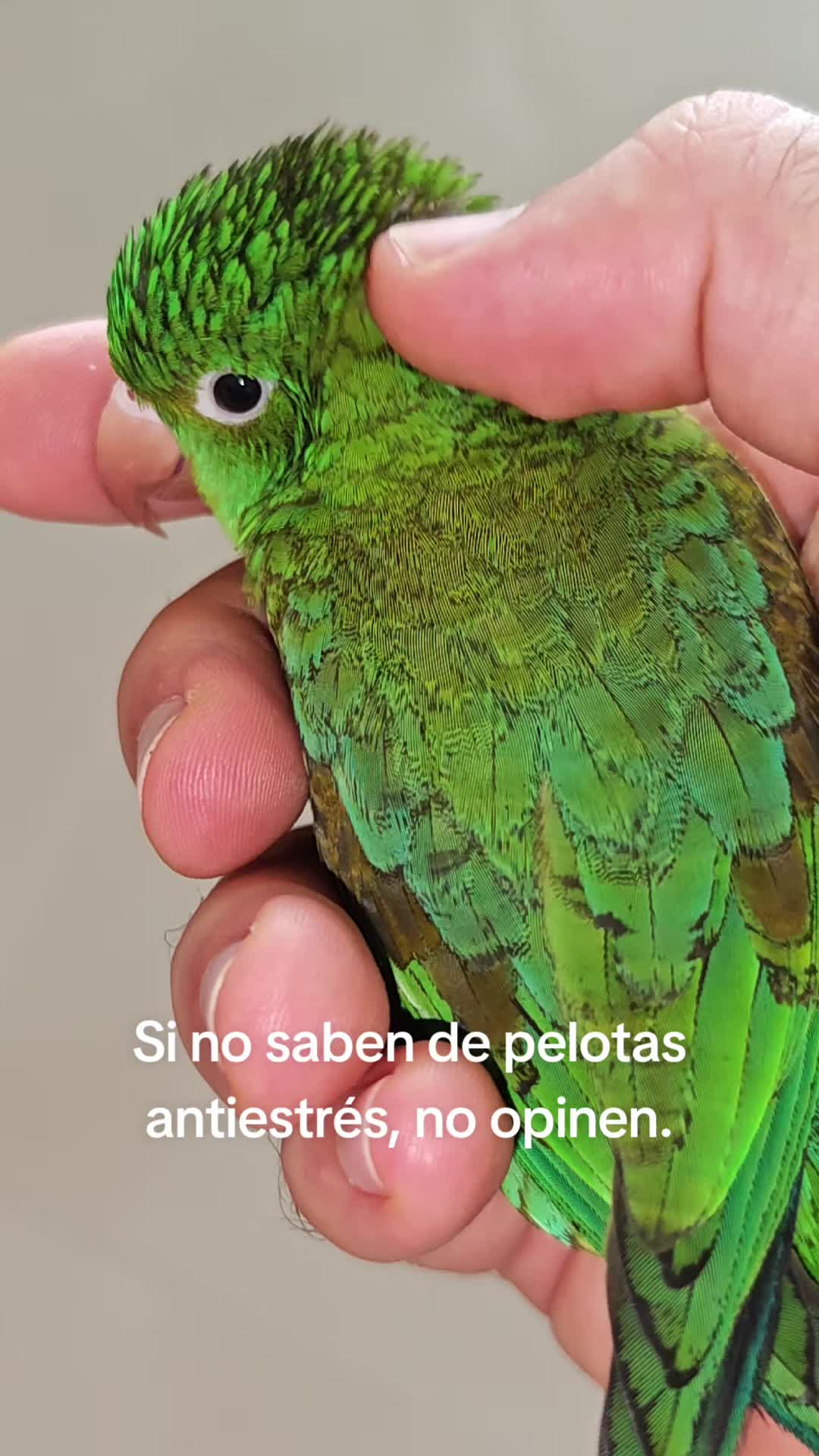 @Pohli