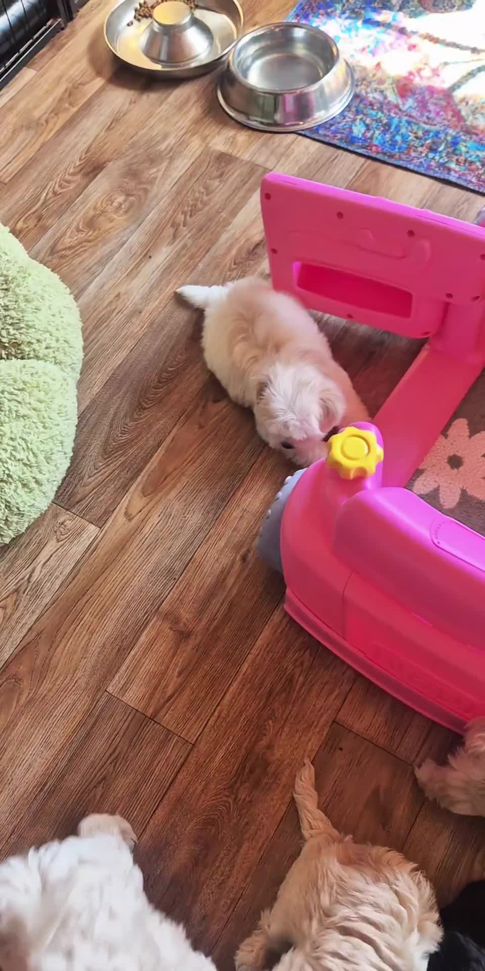 @Barb's Precious Pups