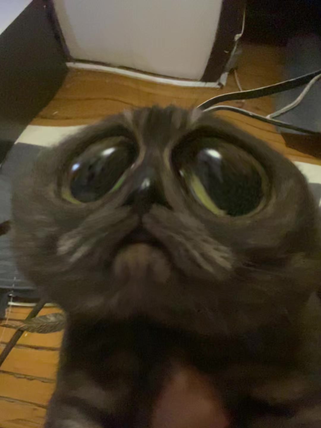 @аполлинария