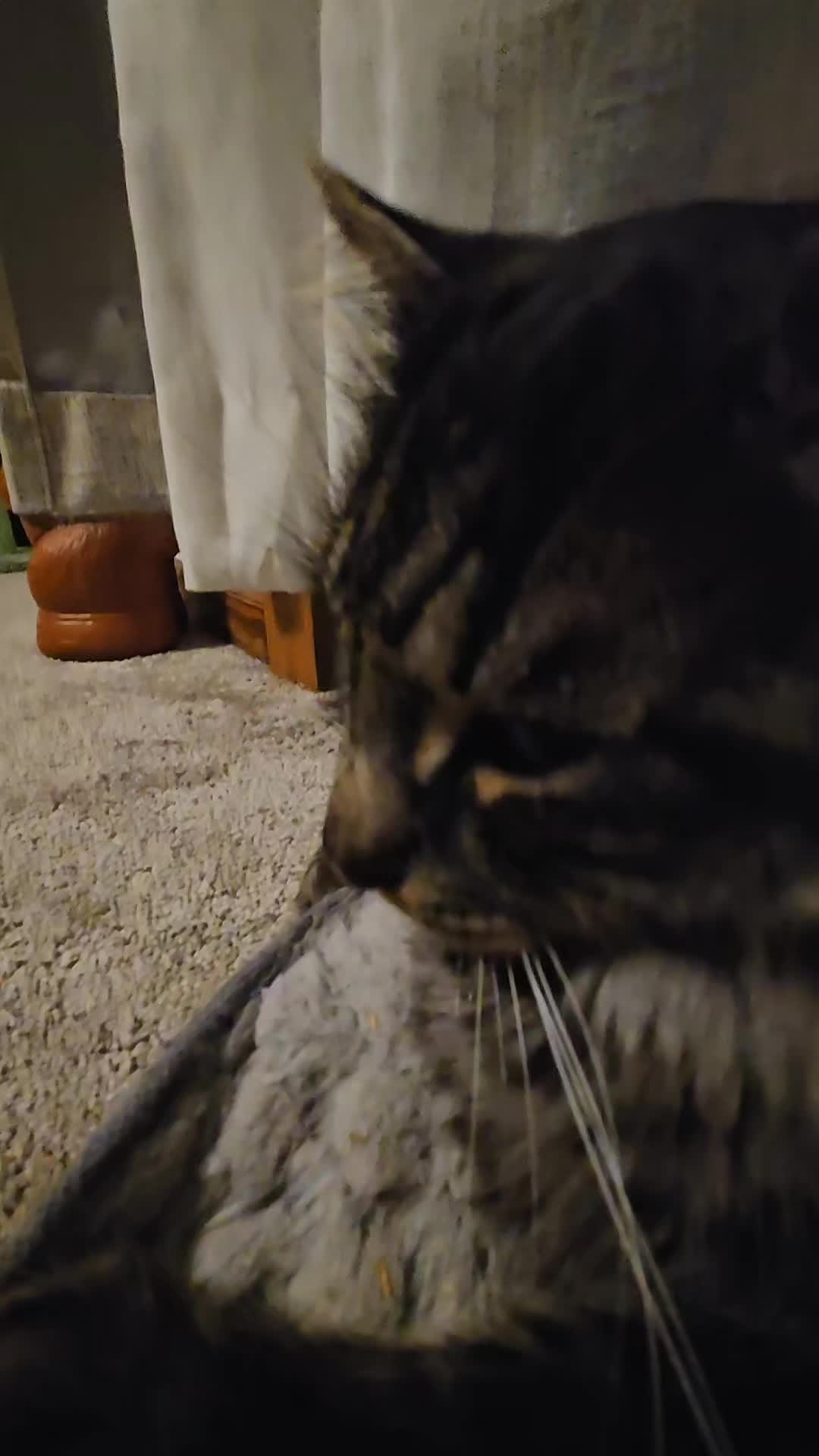 @kitty