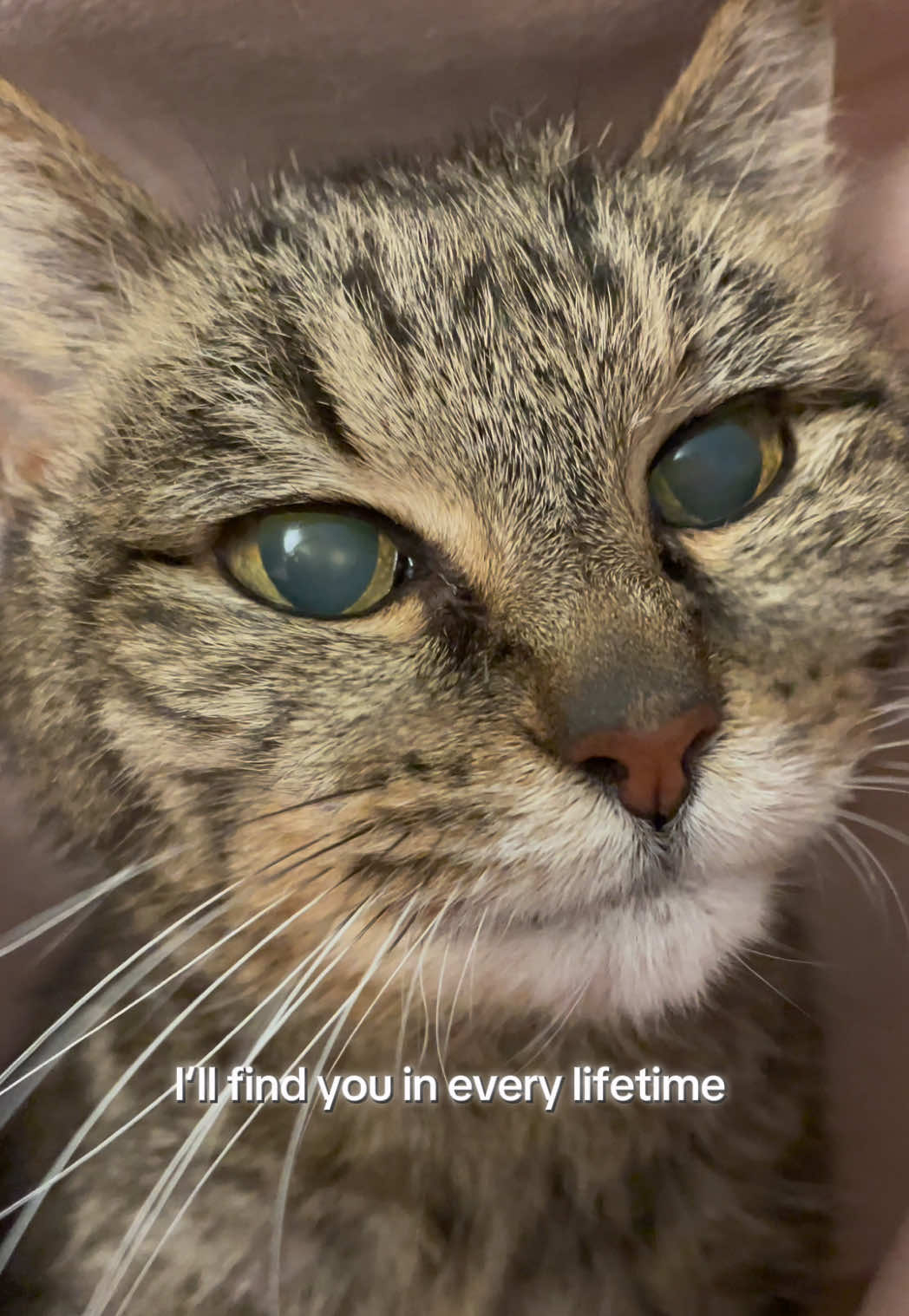 @Petal the kitty