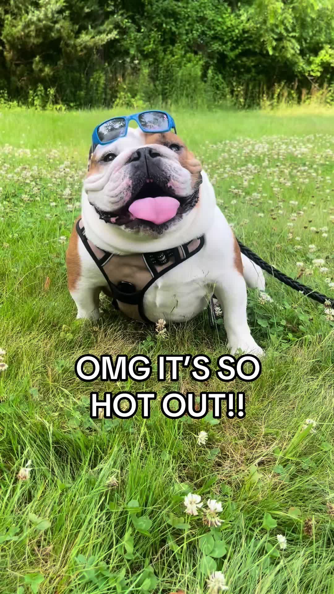@Stubby The Bulldog