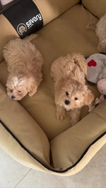 @Maltipoo Puppy Place