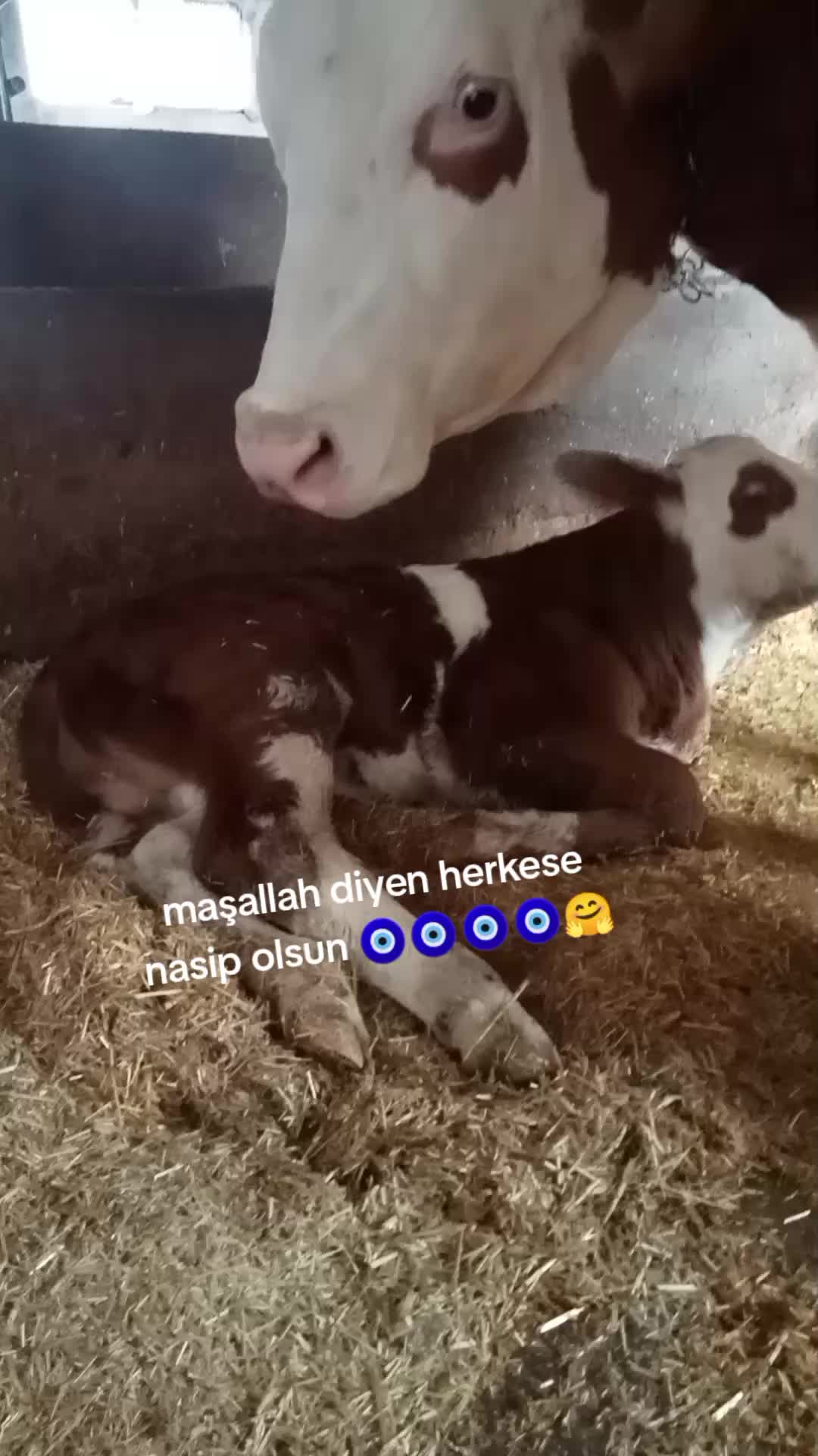 @Nuriye Bicil