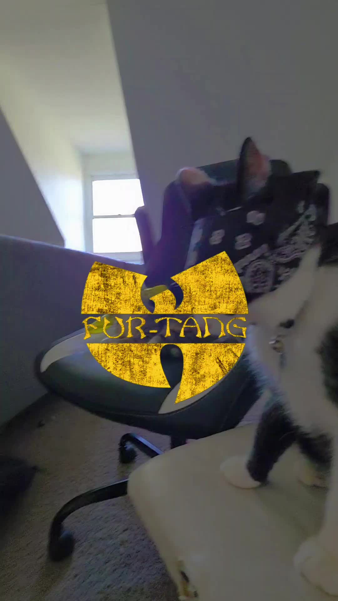 @THUGxedo Cat