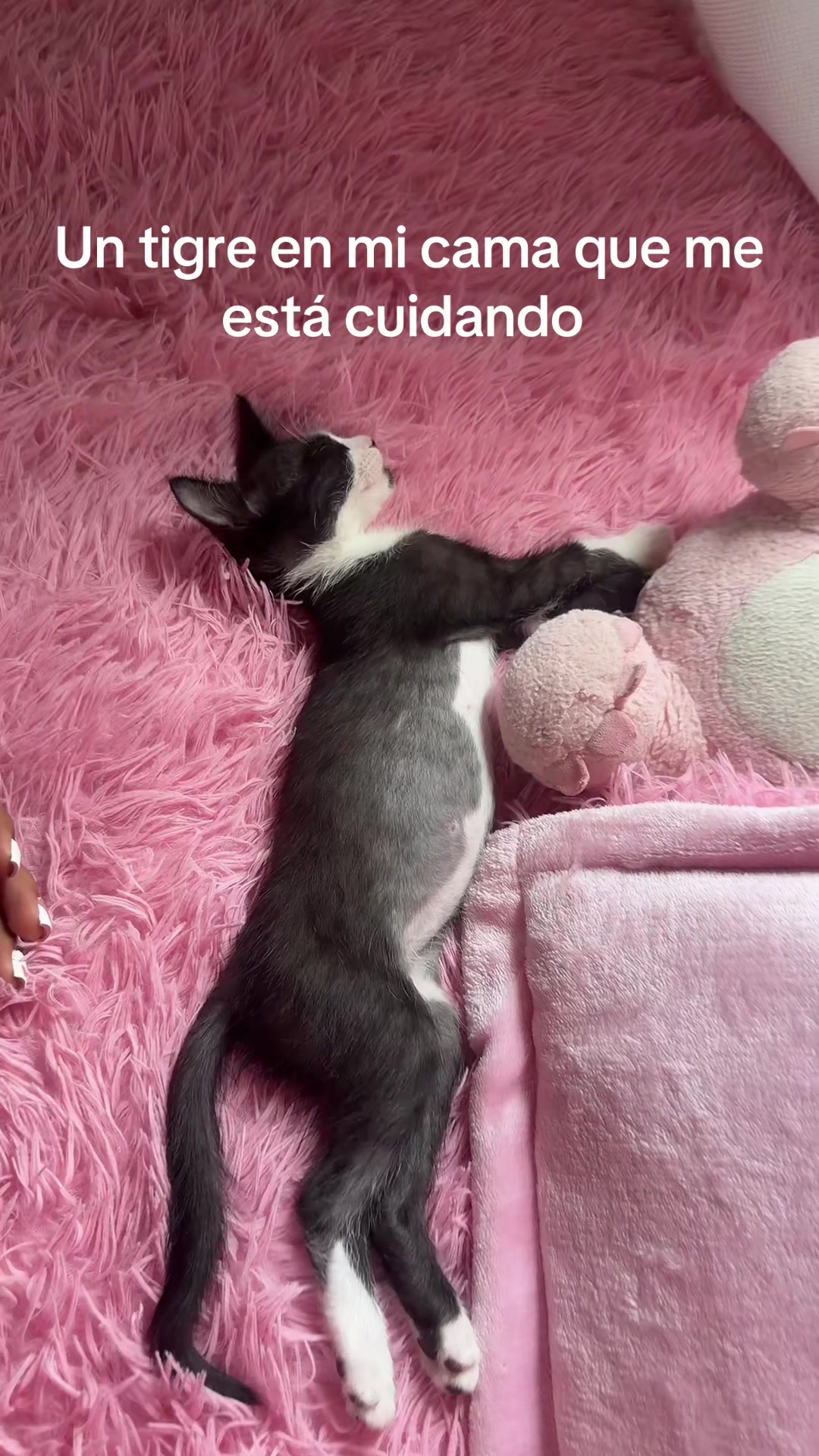 @sofimelan