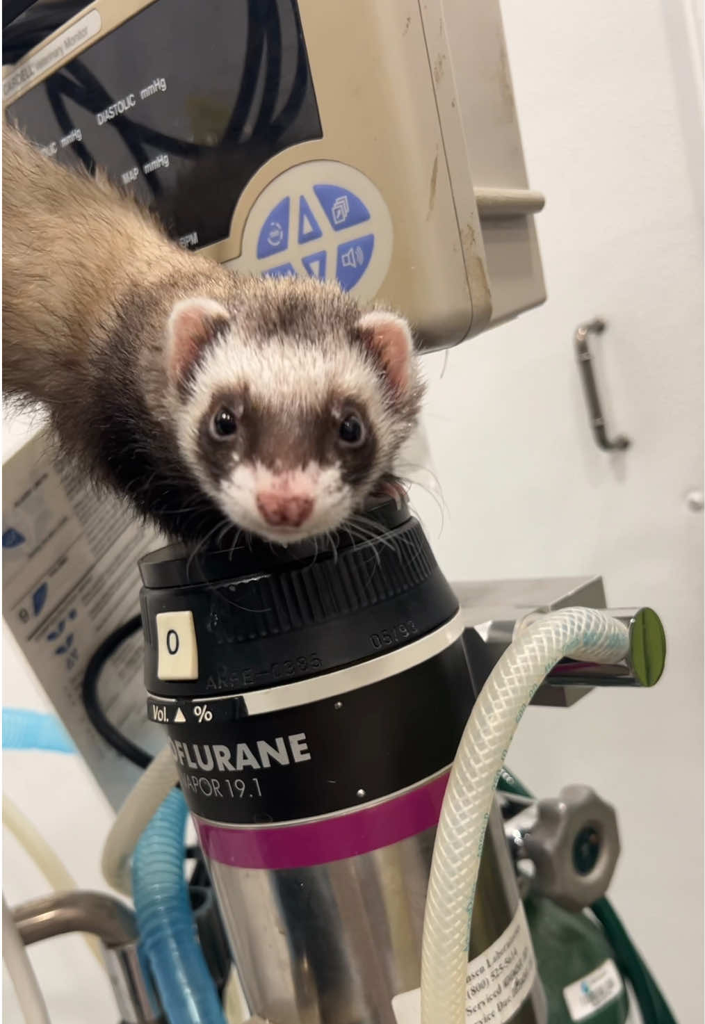 @Lake View Vet