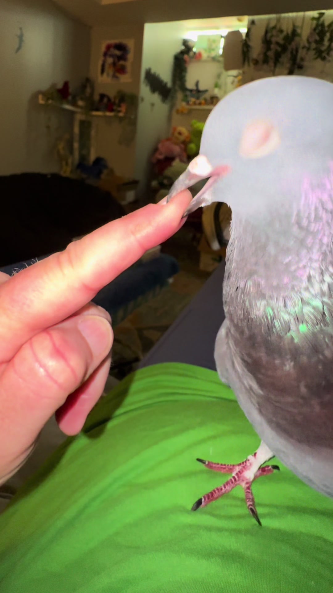 @Beebee The Pigeon