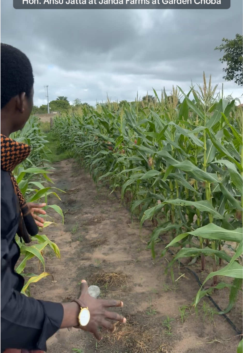 @Janda Farms 🇬🇲
