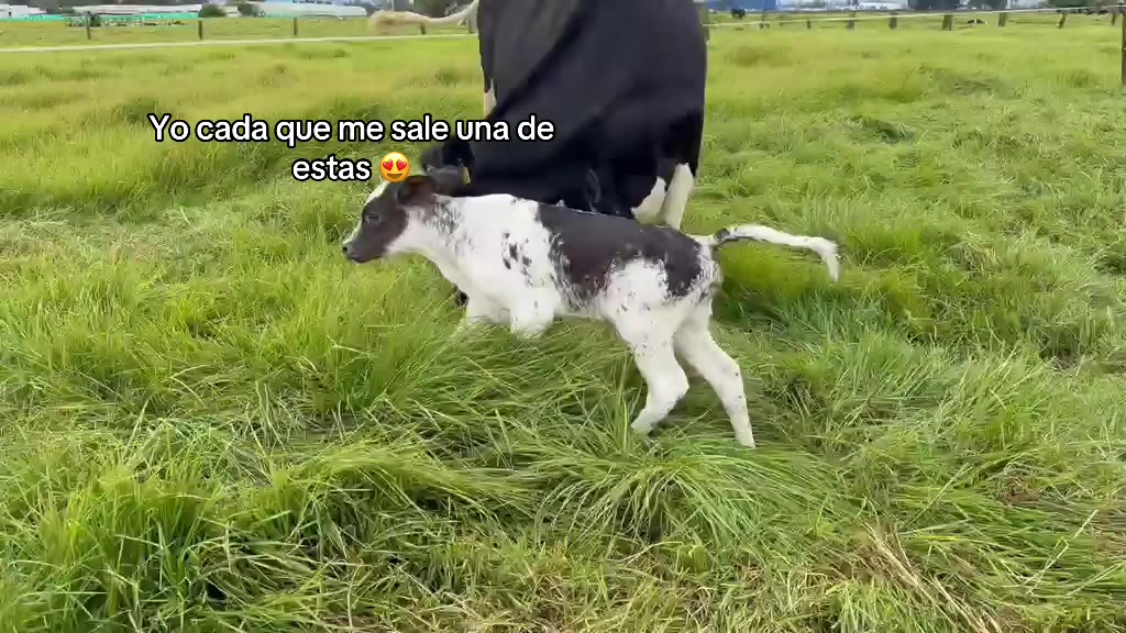 @Juan Rodríguez 🐄