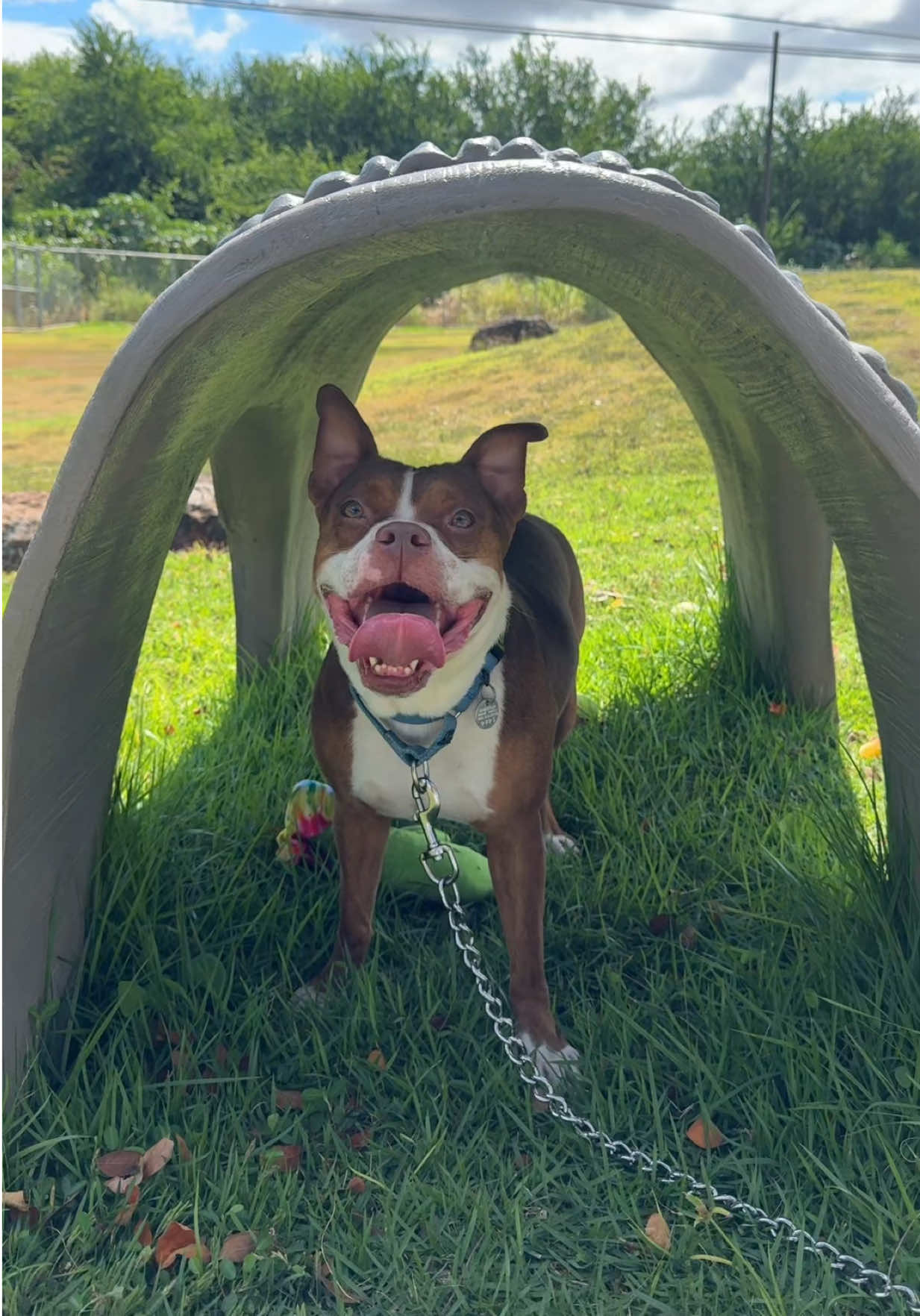 @Hawaiian Humane Society